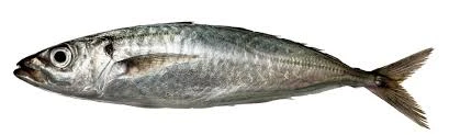Horse Mackerel Single
